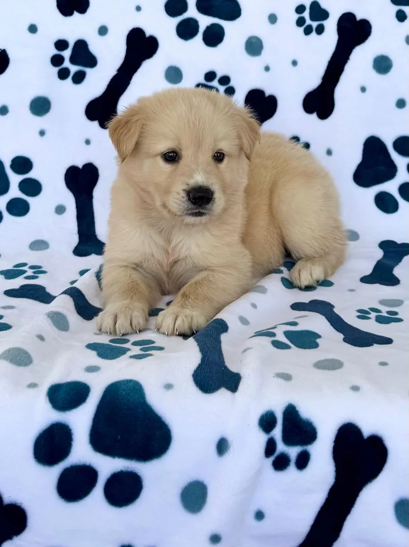 A baby medium-sized male Golden Retriever dog named Charlie for adoption in New York, NY