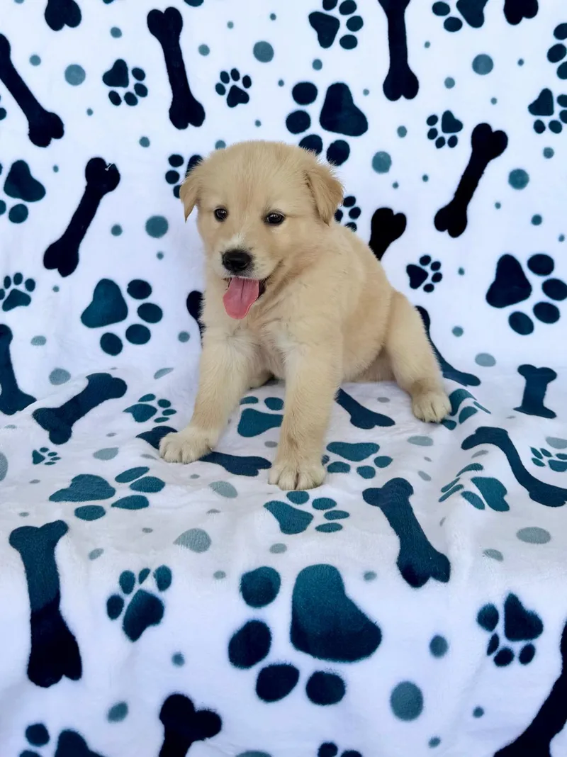 Charlie thumbnail 3
