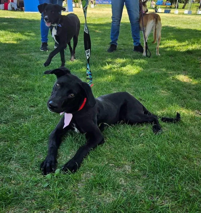 A young medium-sized female Black Labrador Retriever dog named Peyton TX for adoption in Thornton, CO