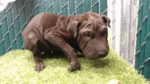 A baby small-sized male Shar-Pei dog named Pantera for adoption in Downey, CA