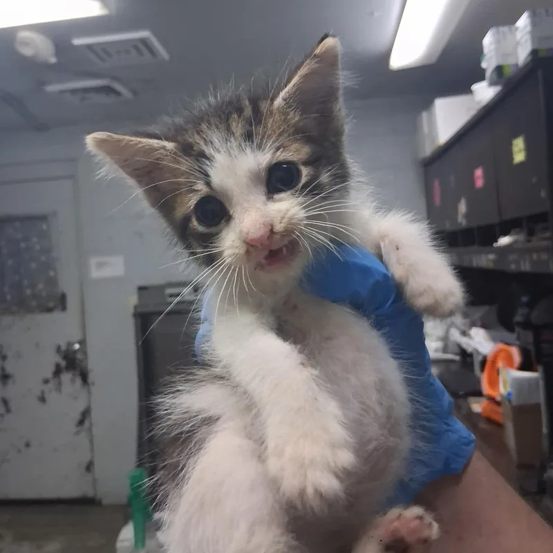 A baby small-sized male Brown / Chocolate Domestic Short Hair cat named Weevle for adoption in Summerville, SC