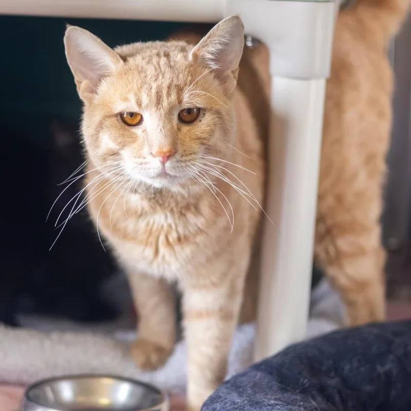 An adult large-sized male Orange / Red Domestic Short Hair cat named Buddy for adoption in Wilmington, DE