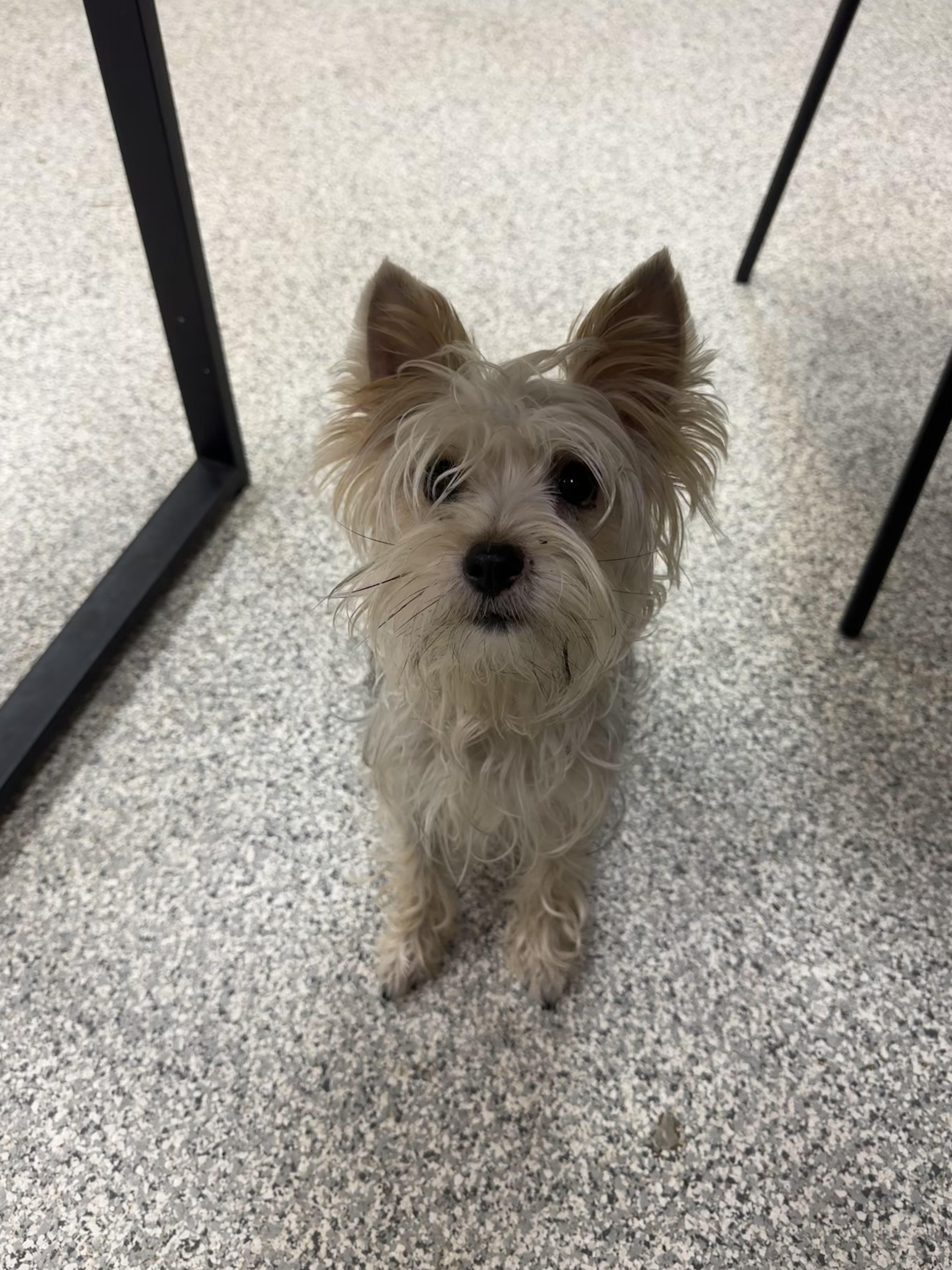A young small-sized female Yorkshire Terrier dog named Chica for adoption in Hood River, OR