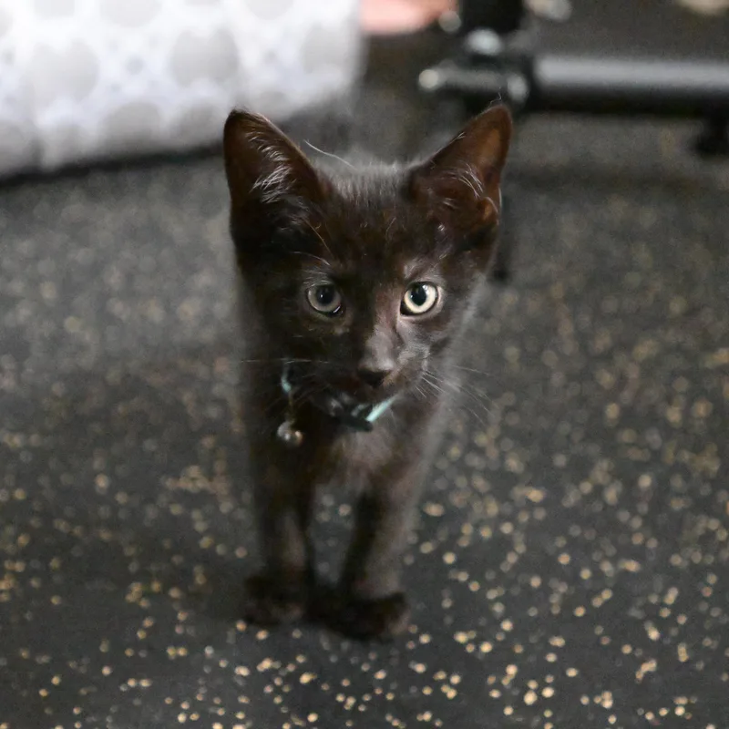 A baby medium-sized male Black Domestic Short Hair cat named Dublin for adoption in East Amherst, NY