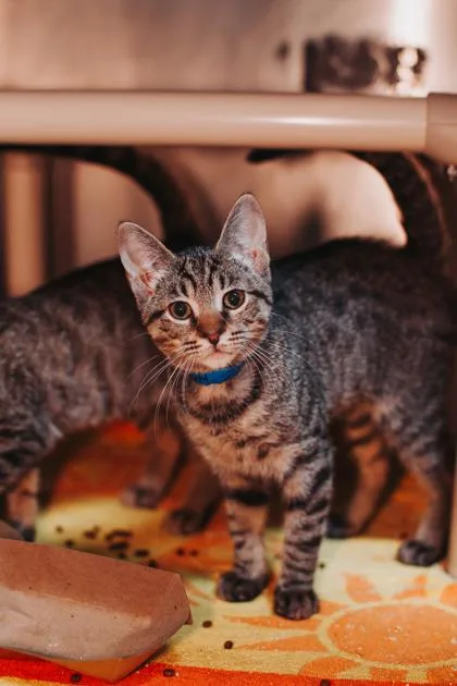 A young small-sized male Domestic Short Hair cat named a Kieran for adoption in North Charleston, SC