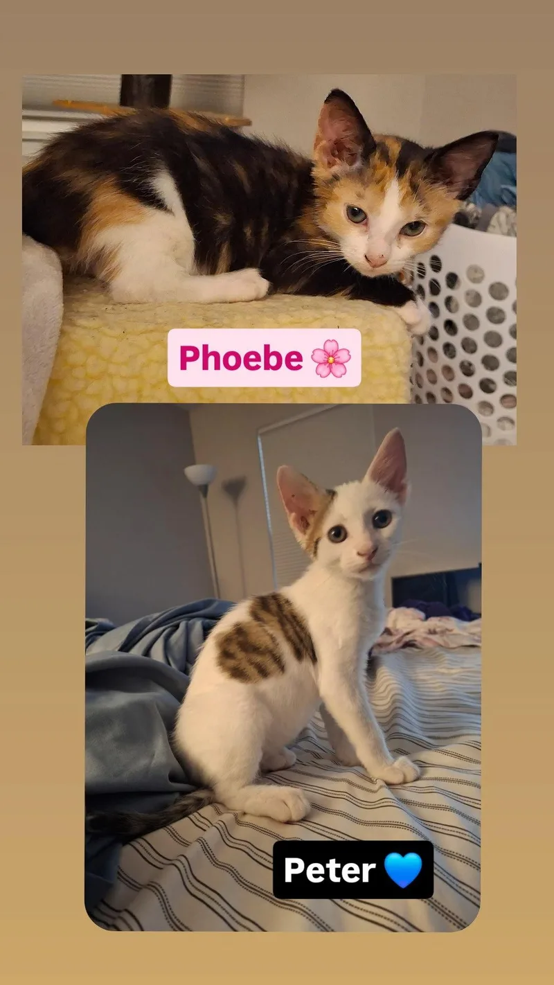 A baby medium-sized male Domestic Short Hair cat named Peter and Phoebe for adoption in Wheaton, IL