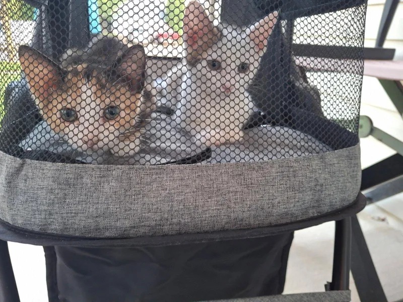 Peter and Phoebe thumbnail 2