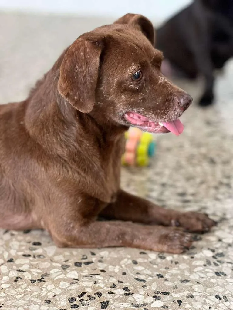 Sweet Canela. thumbnail 2