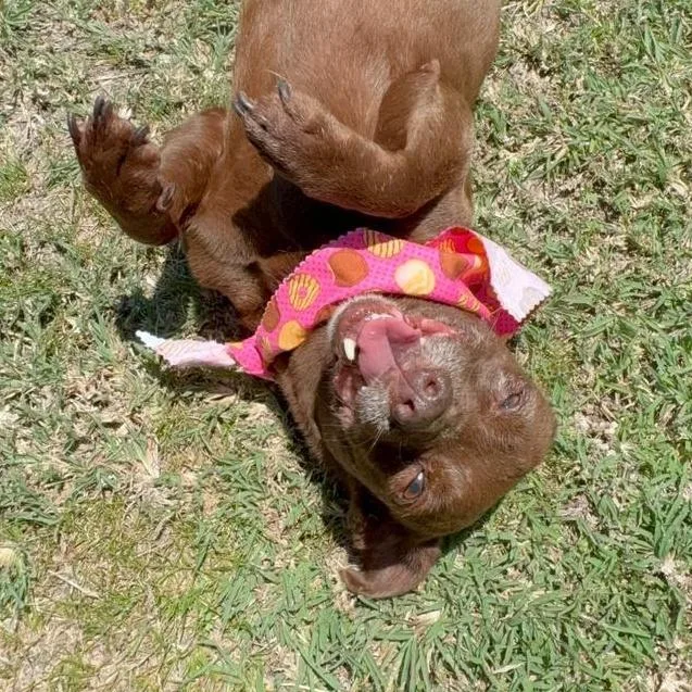 Sweet Canela. thumbnail 3