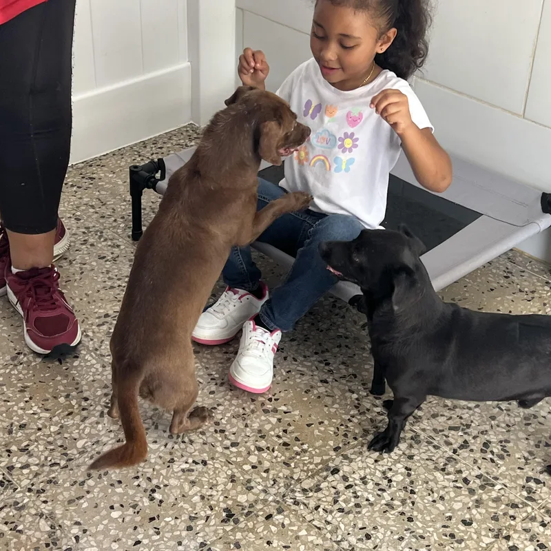 Sweet Canela. thumbnail 4