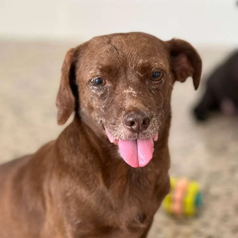 Sweet Canela. thumbnail 5