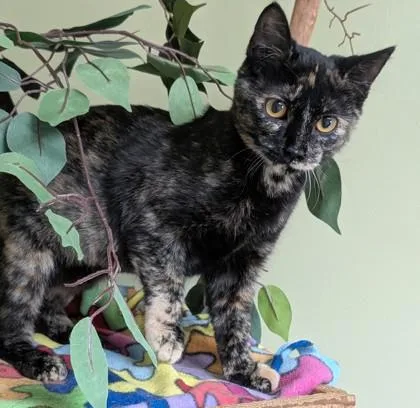 A young medium-sized female Domestic Short Hair cat named Sienna for adoption in Hastings, NE