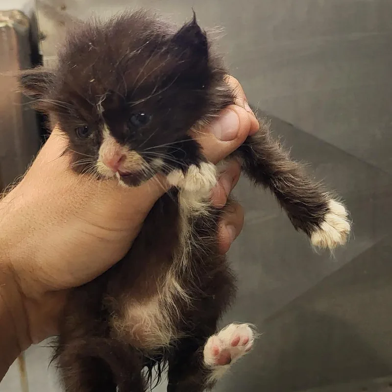 A baby small-sized female Domestic Short Hair cat named Scflstray_ for adoption in Lake Panasoffkee, FL