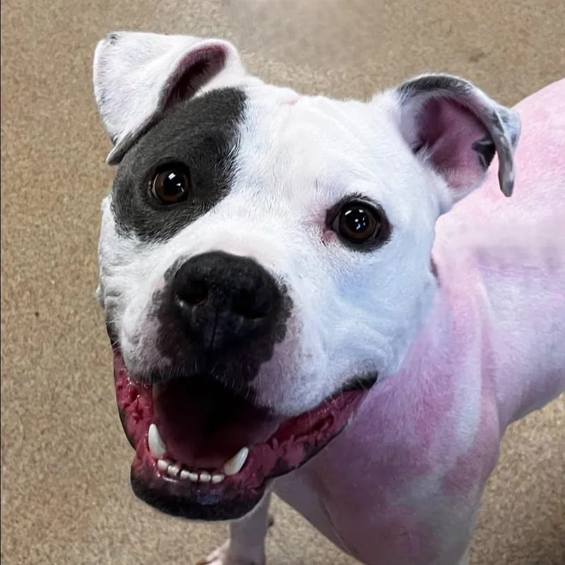 An adult medium-sized male Pit Bull Terrier dog named Duke for adoption in Brenham, TX