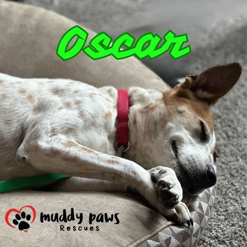 Oscar