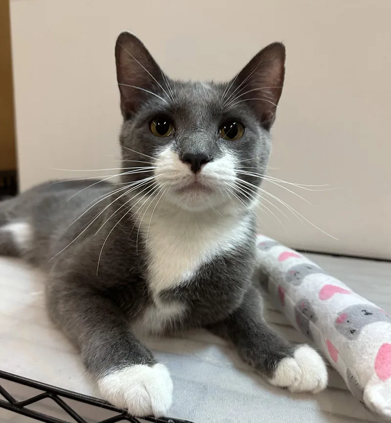 A young medium-sized male Gray & White Domestic Short Hair cat named Dickens for adoption in Blasdell, NY