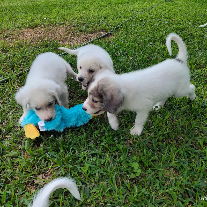 A baby large-sized male White / Cream Great Pyrenees dog named Everest  Loves Cuddles for adoption in Houston, TX