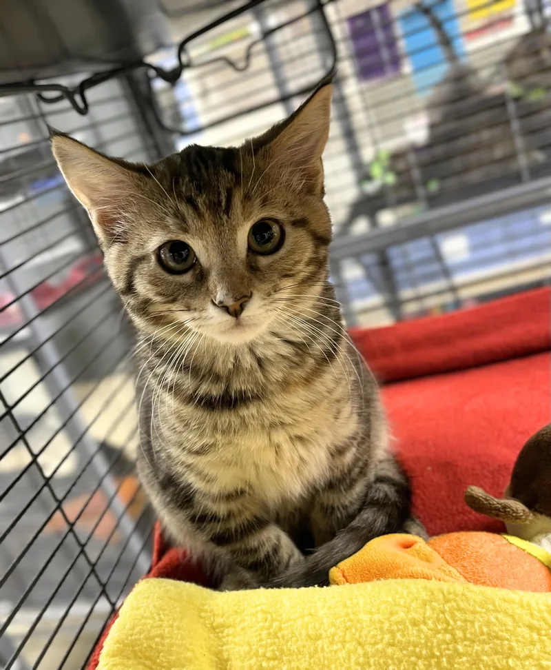 A baby medium-sized female Tabby (Brown / Chocolate) Domestic Short Hair cat named Miso for adoption in Seville, OH