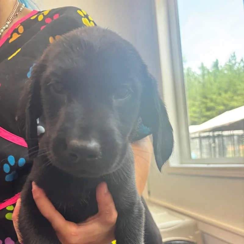 A baby medium-sized female Black Mixed Breed dog named Peace for adoption in Columbus, NC