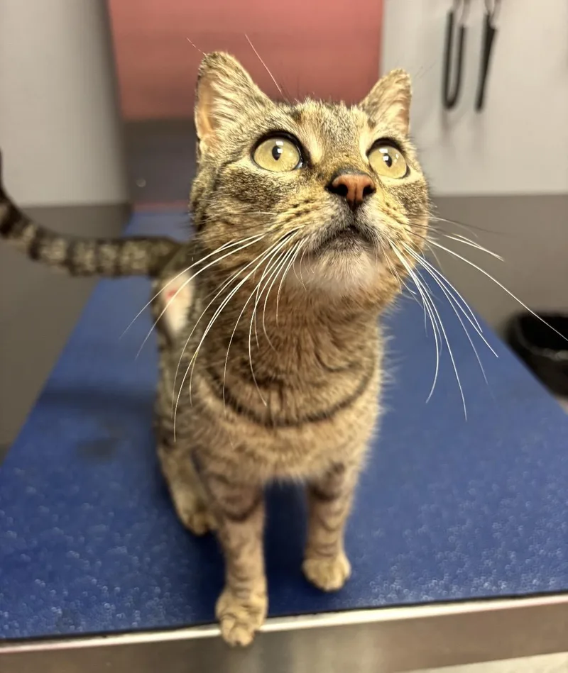 A young medium-sized female Domestic Short Hair cat named Seashell for adoption in Havertown, PA