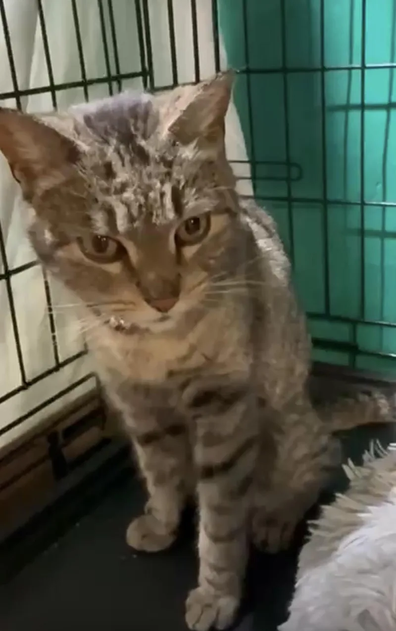 Seashell thumbnail 2