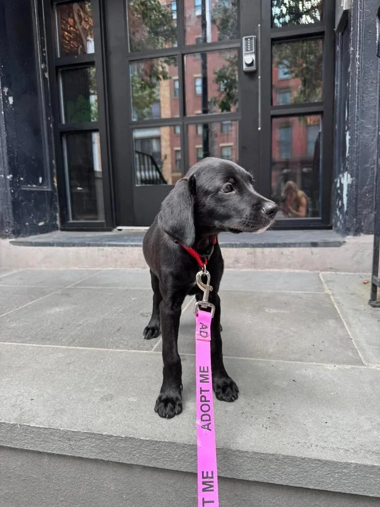 A baby medium-sized male Black Labrador Retriever dog named Andre for adoption in Valley Stream, NY