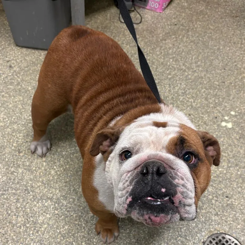 An adult medium-sized female Brown / Chocolate English Bulldog dog named IVHSStray for adoption in San Gabriel, CA