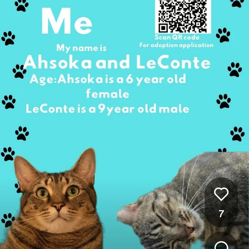 A senior medium-sized male Domestic Short Hair cat named LeConte for adoption in Maryville, TN