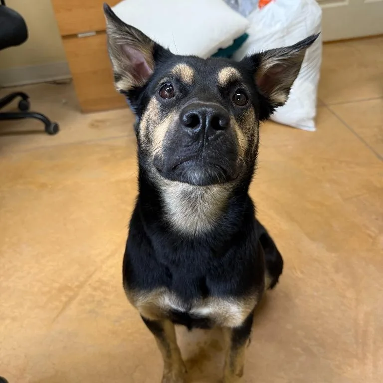 A young medium-sized female German Shepherd Dog dog named Vivian for adoption in Thayne, WY