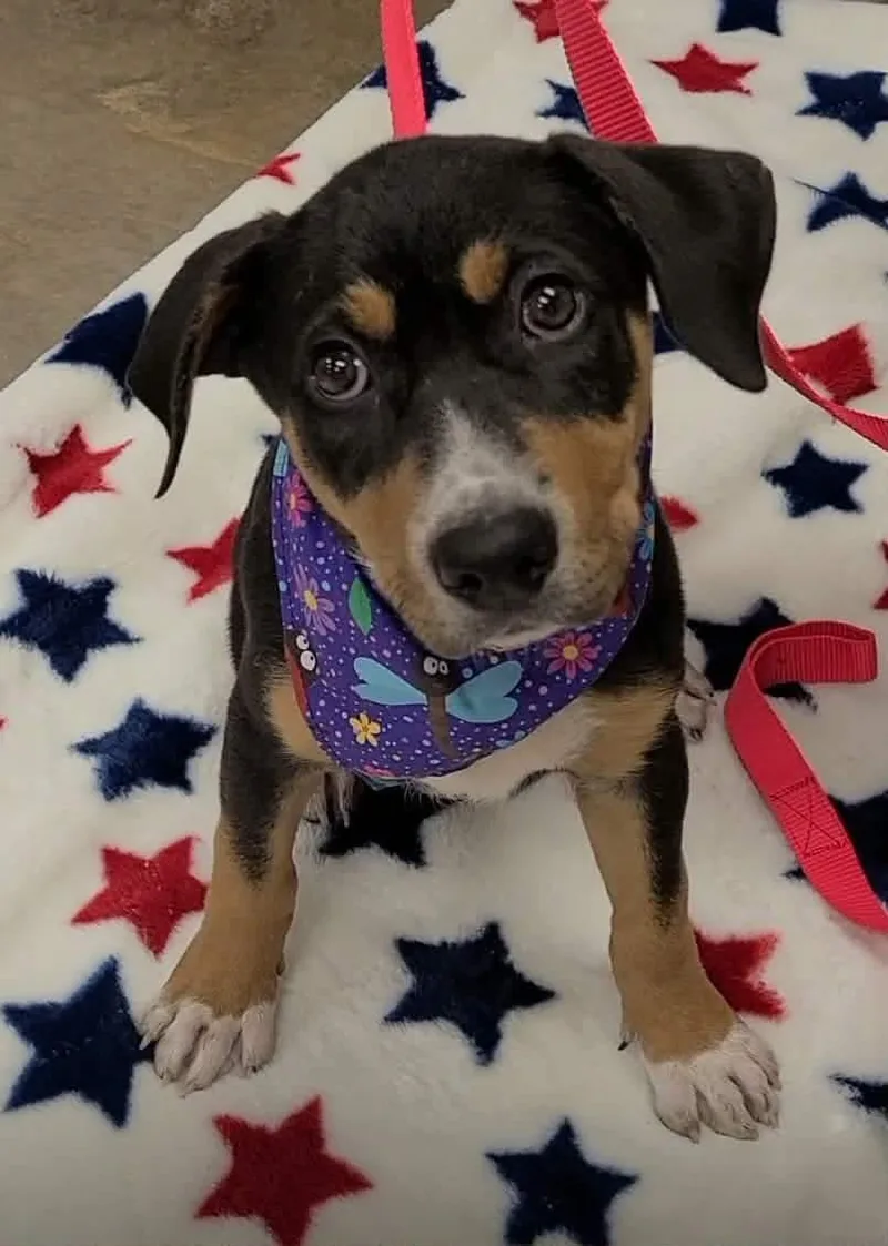 A young medium-sized female Mixed Breed dog named Elenora for adoption in East Amherst, NY