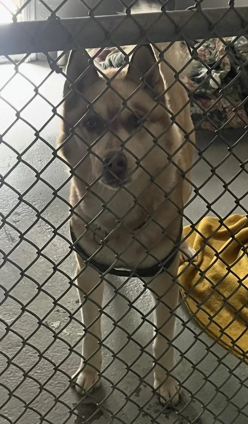 An adult medium-sized male Husky dog named Seth for adoption in Mendham, NJ