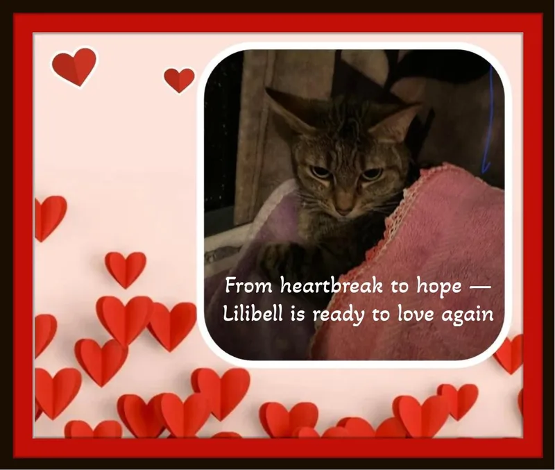An adult medium-sized female Brown / Chocolate Domestic Short Hair cat named She Lost Her Mom for adoption in Winston Salem, NC