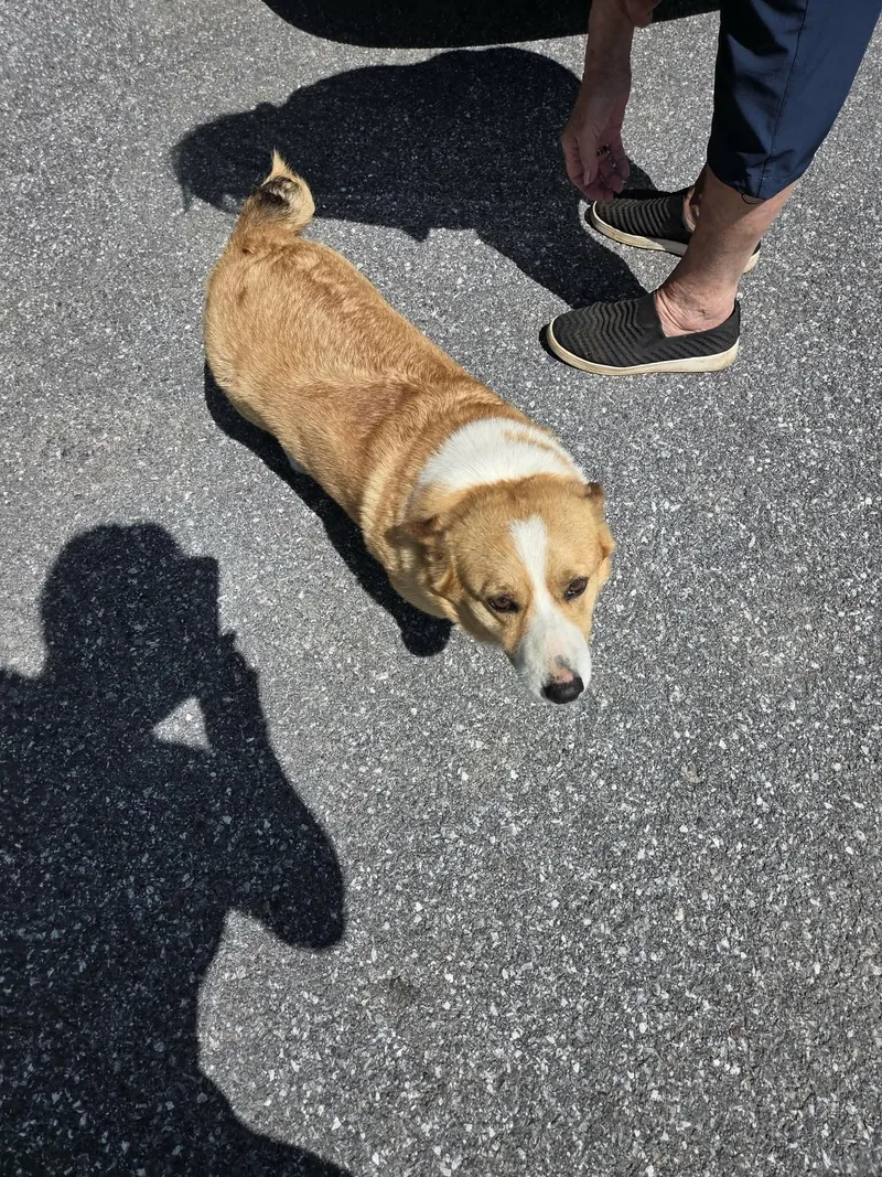 An adult medium-sized female Pembroke Welsh Corgi dog named Lilibet for adoption in Havertown, PA