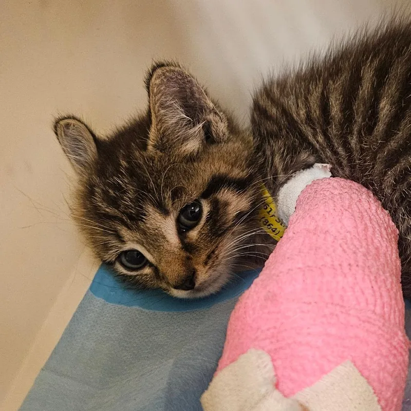 A baby small-sized male Domestic Short Hair cat named Victor for adoption in Greenville, SC