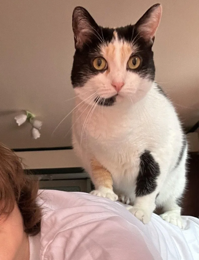 An adult medium-sized female Calico cat named Digit for adoption in Los Angeles, CA