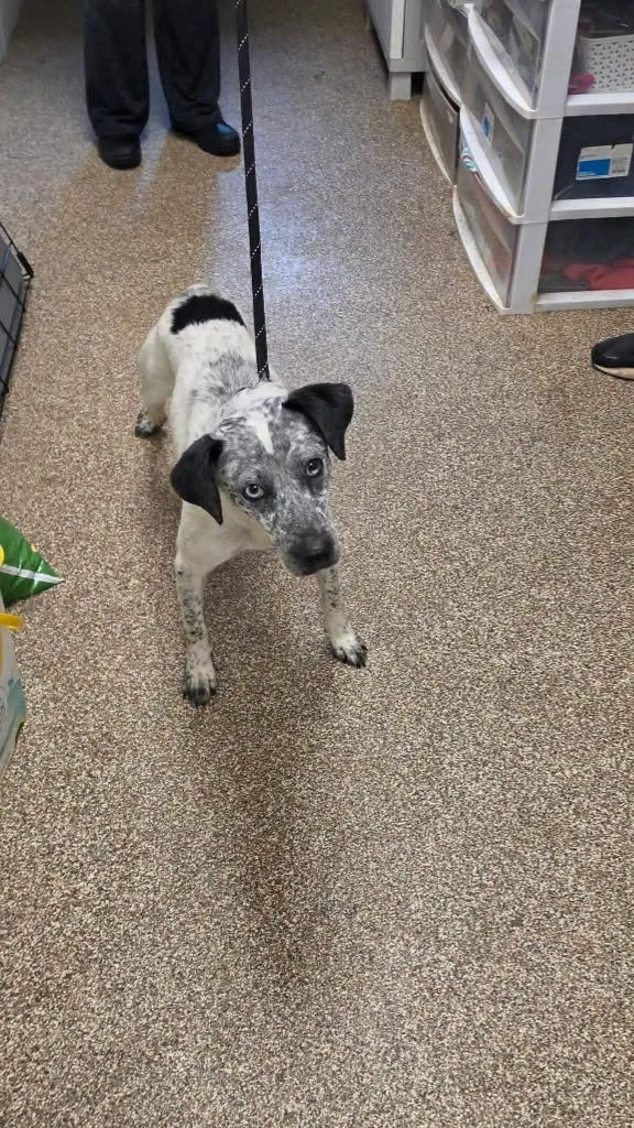 A young medium-sized male Mixed Breed dog named Frank Ocean for adoption in Maryville, TN