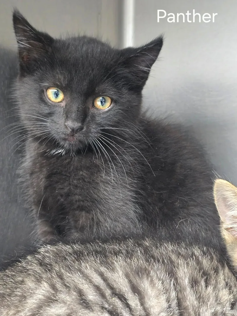 A young medium-sized male Black Domestic Short Hair cat named Panther for adoption in Sullivan, IN