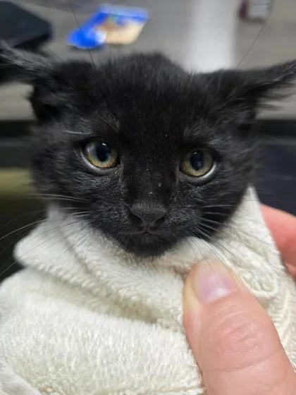 Panther thumbnail 2