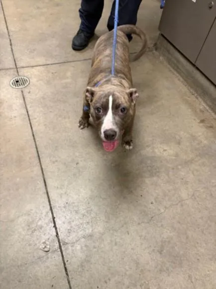 A young medium-sized female American Staffordshire Terrier dog named Winnie for adoption in Van Nuys, CA