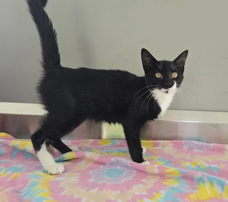 A young small-sized male Domestic Short Hair cat named Atlas for adoption in Dickson, TN