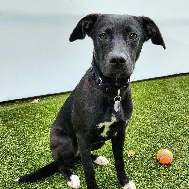 A young medium-sized female Black Labrador Retriever dog named Molly for adoption in Falls Church, VA