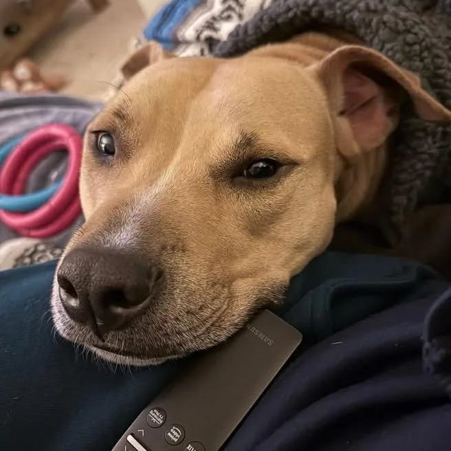 Flap Jack thumbnail 2