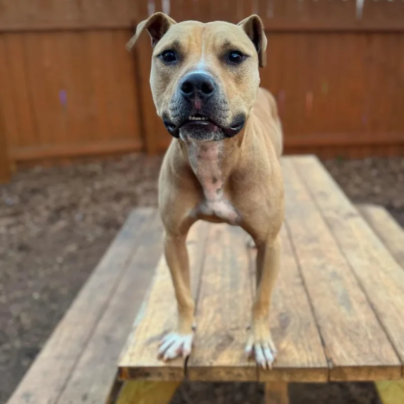 Flap Jack thumbnail 3