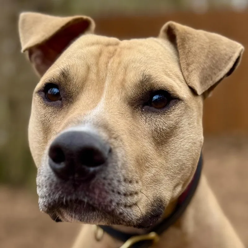 Flap Jack thumbnail 4