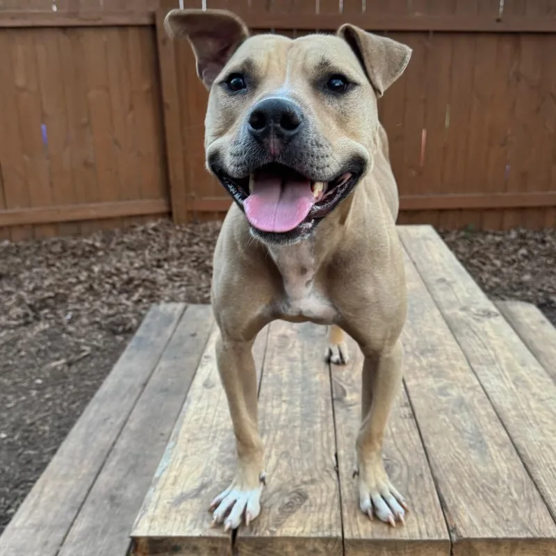 Flap Jack thumbnail 5