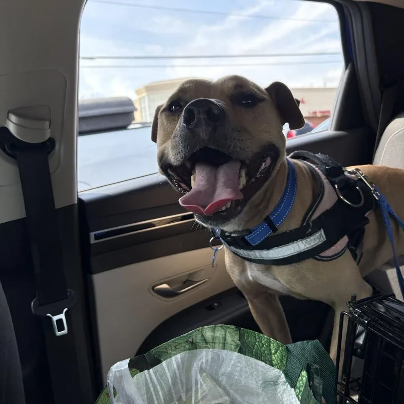 Flap Jack thumbnail 6