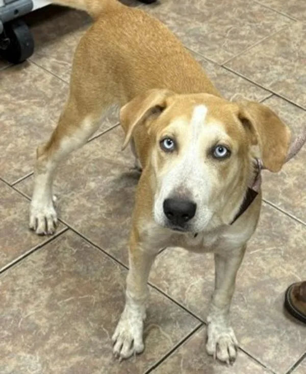 A baby large-sized male Anatolian Shepherd dog named Kirby for adoption in Littleton, CO