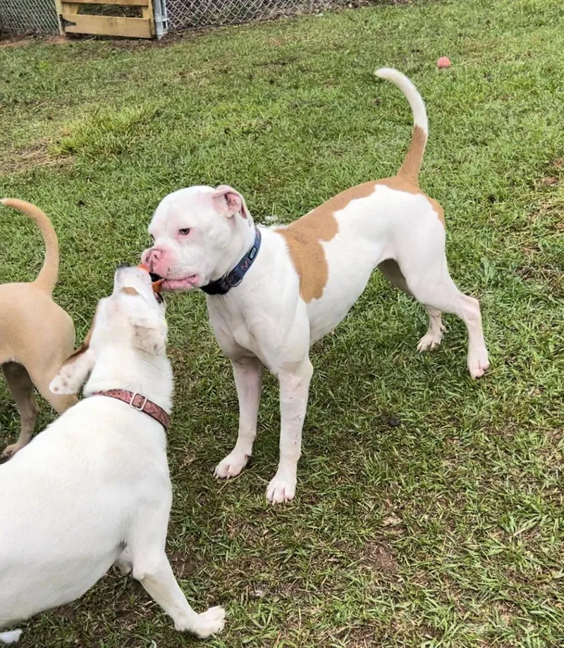 Betty White thumbnail 4