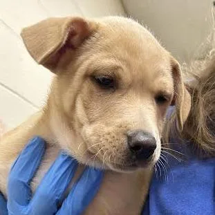 A baby small-sized male Labrador Retriever dog named TrickOrTreater for adoption in Springfield, MA