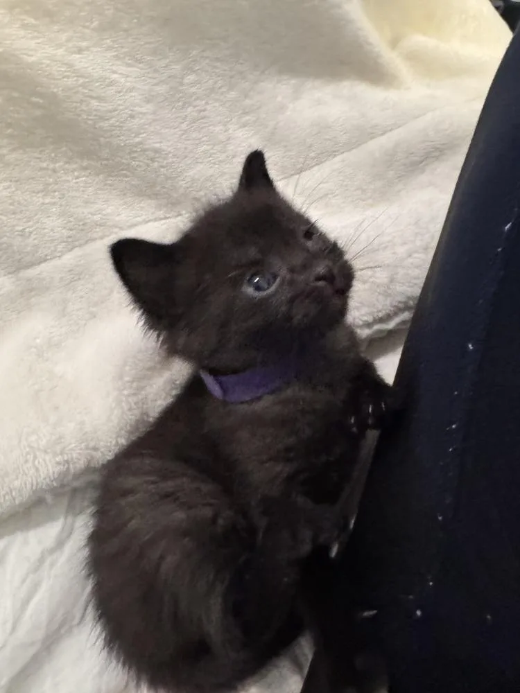 A baby small-sized male Domestic Short Hair cat named Bambino for adoption in Chicago, IL